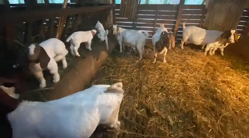 राष्ट्रिय बाख्रा अनुसन्धान कार्यक्रमले ५४ जिल्लामा उन्नत जात निर्यात