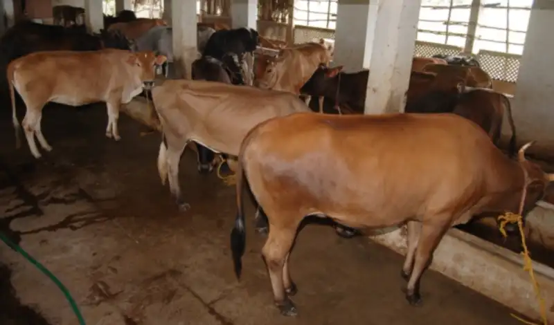 असहाय गाई संरक्षण अभियानले प्रत्येक स्थानीय तहमा कान्जी घर स्थापना गर्न माग