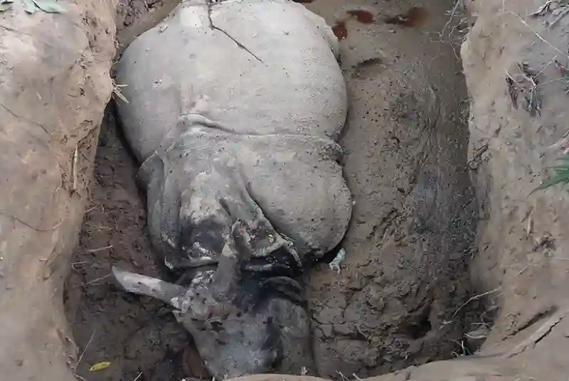 चितवन राष्ट्रिय निकुञ्जमा तस्करले दुई गैँडा मारे